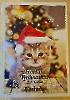 Katzen Advent Kalender